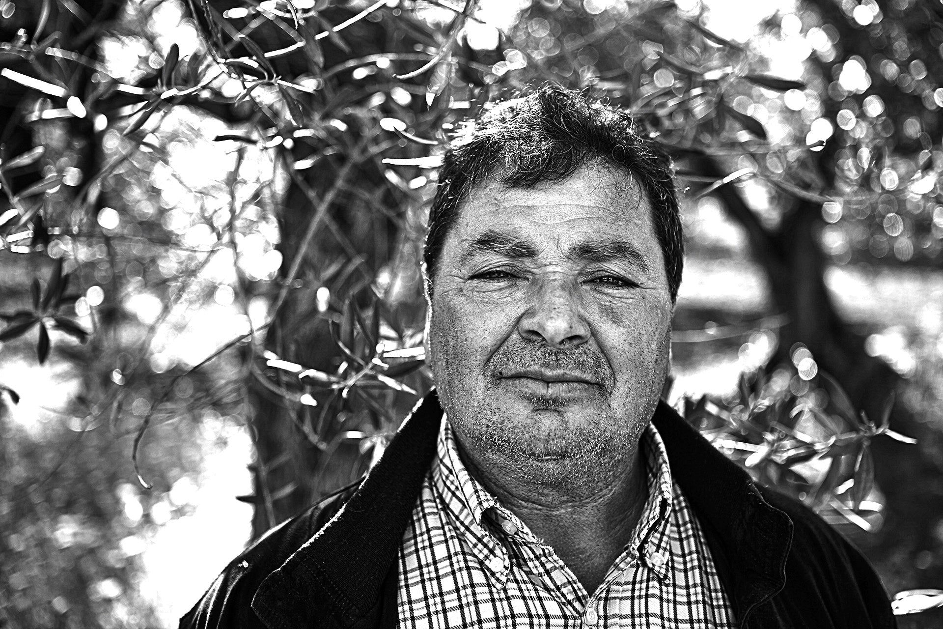 frantoio-rapolla-basilicata-vulture-olio-extravergine -di-oliva