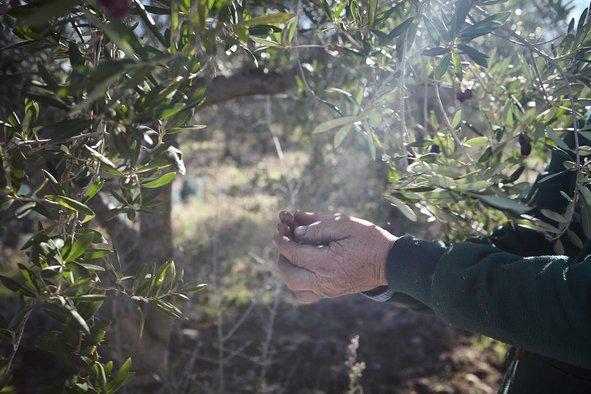 i-frantoiani-del-vulture-basilicata