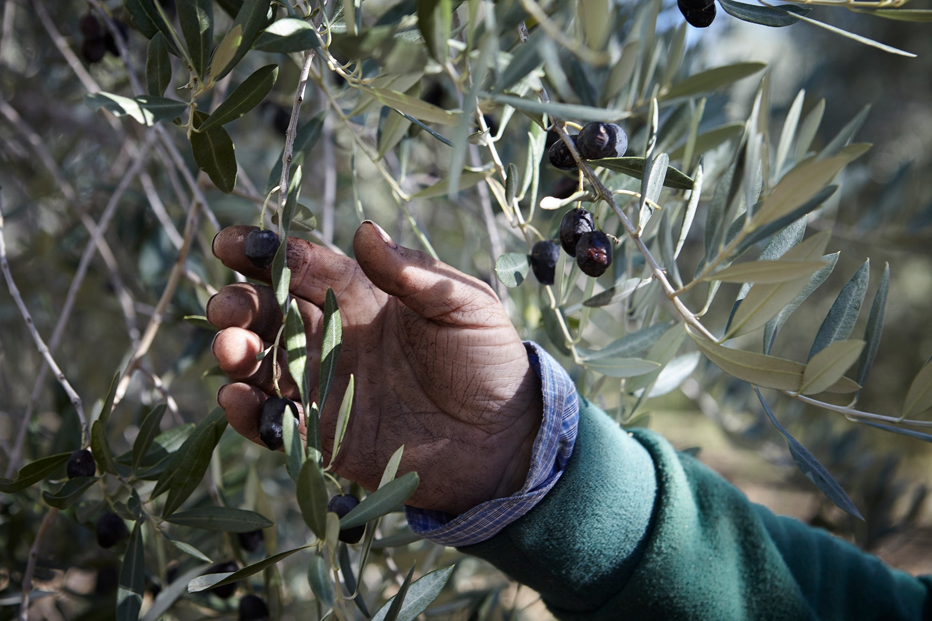 FRANTOIANI-DEL-VULTURE-OLIO-EXTRAVERGINE-DI-OLIVA-BASILICATA