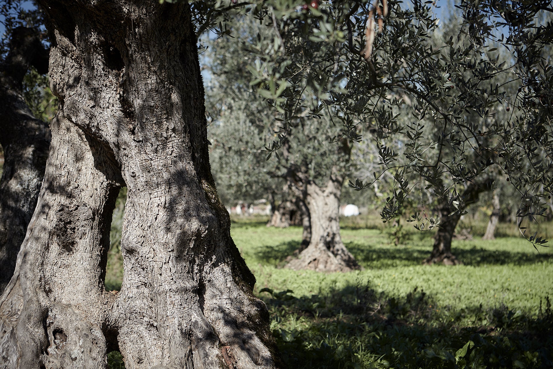 ULIVI-OLIVETO-BASILICATA-OLIO-EXTRA-VERGINE-DI-OLIVA