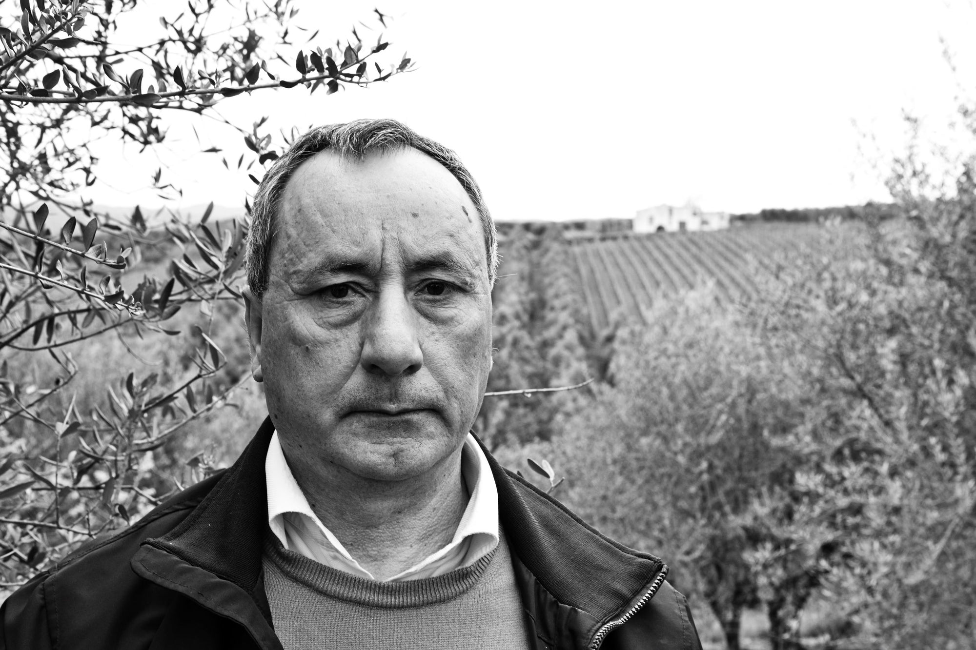 frantoio-barile-vulture-basilicata-olio-novello